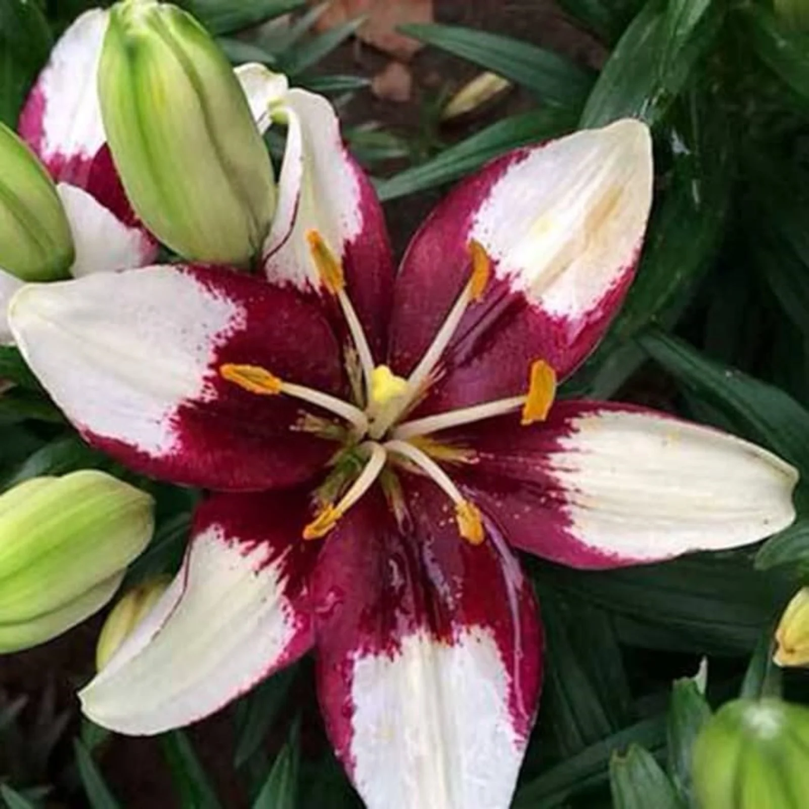 Lily Bulbs,Lily Bulbs For Planting Outdoors,Lily Bulbs Perennial,Stargazer Lily Bulbs,Beautify Environment,Surprise Lily Bulbs,Tiger Lily Bulbs For Sale.