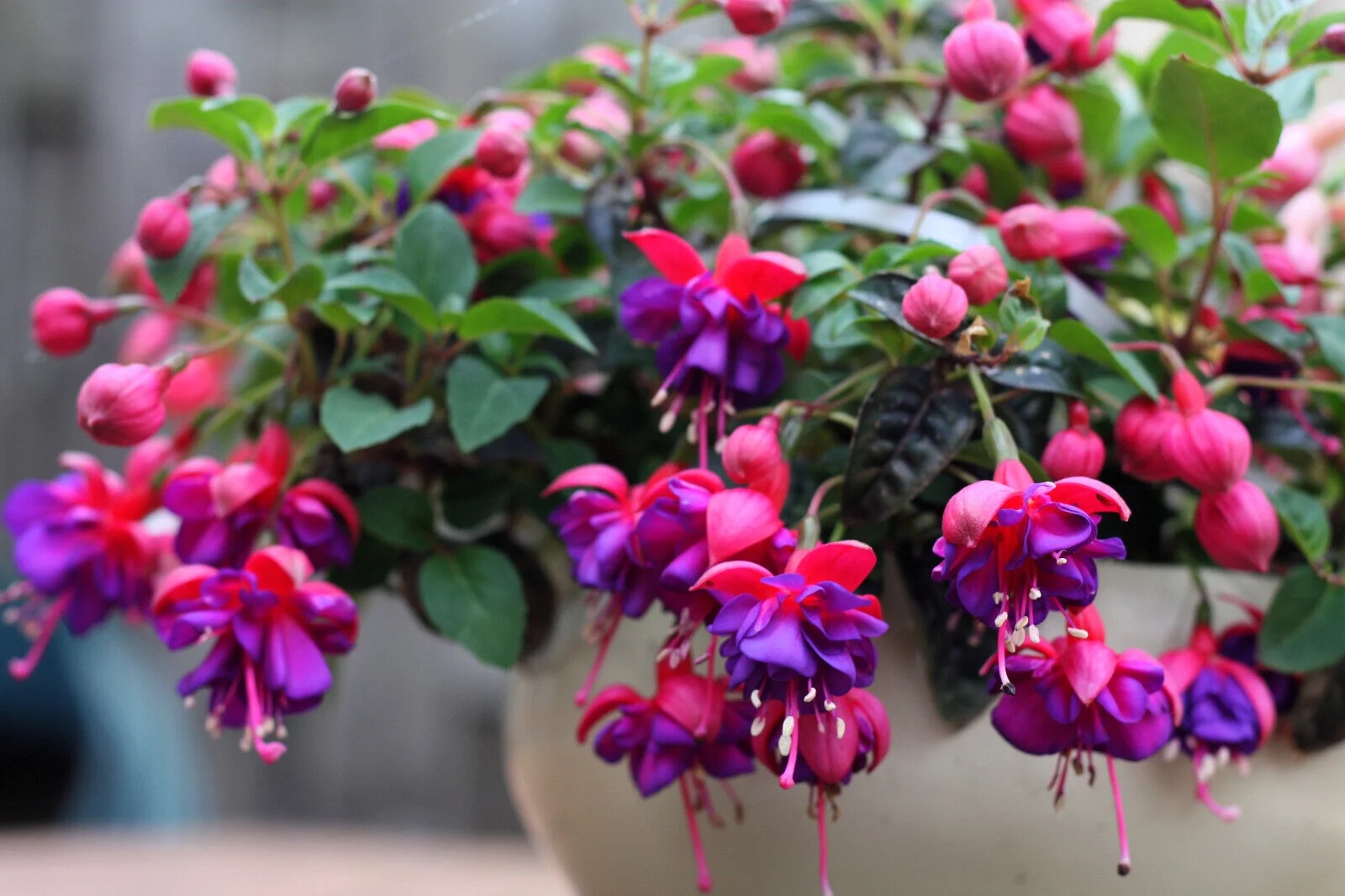 20 HARDY FUCHSIA Magellanica Pink Purple Hummingbird Flower Shrub Seeds