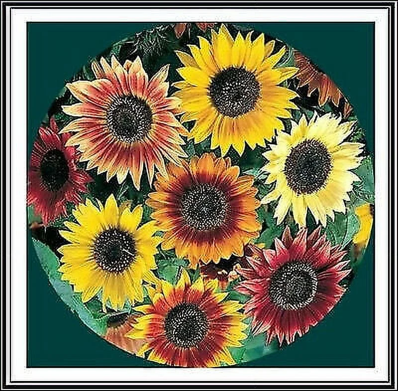 50+ Sunflower Seeds Mix - Crazy Mix - 15+ Varieties, Easy and Fun to Grow
