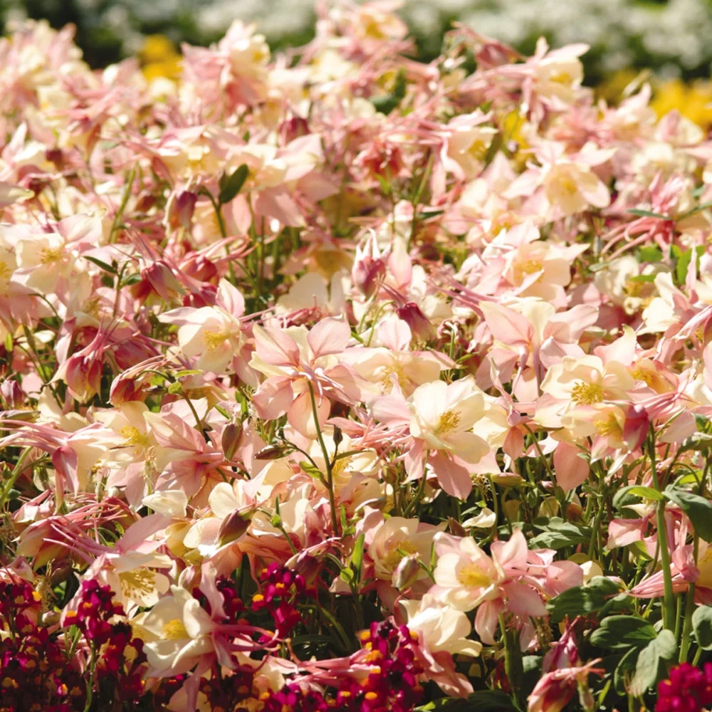 Aquilegia Pink Yellow Columbine Perennial Cut Flower Seeds - 30 Seeds