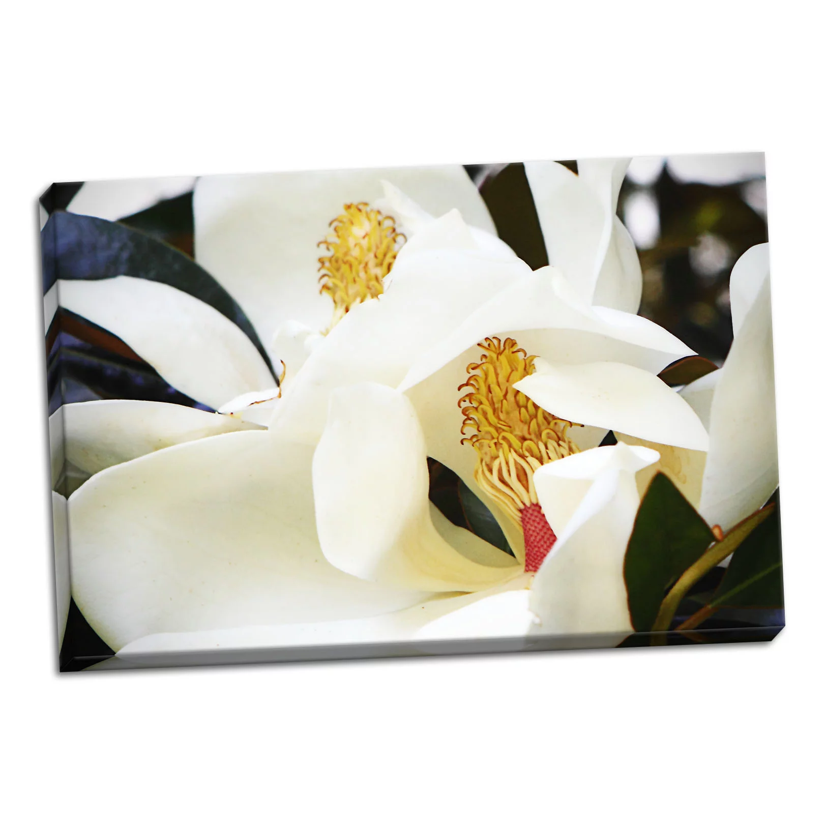 Gango Home Decor Southern Magnolia II by Alan Hausenflock (Ready to Hang); One 36x24in Hand-Stretched Canvas