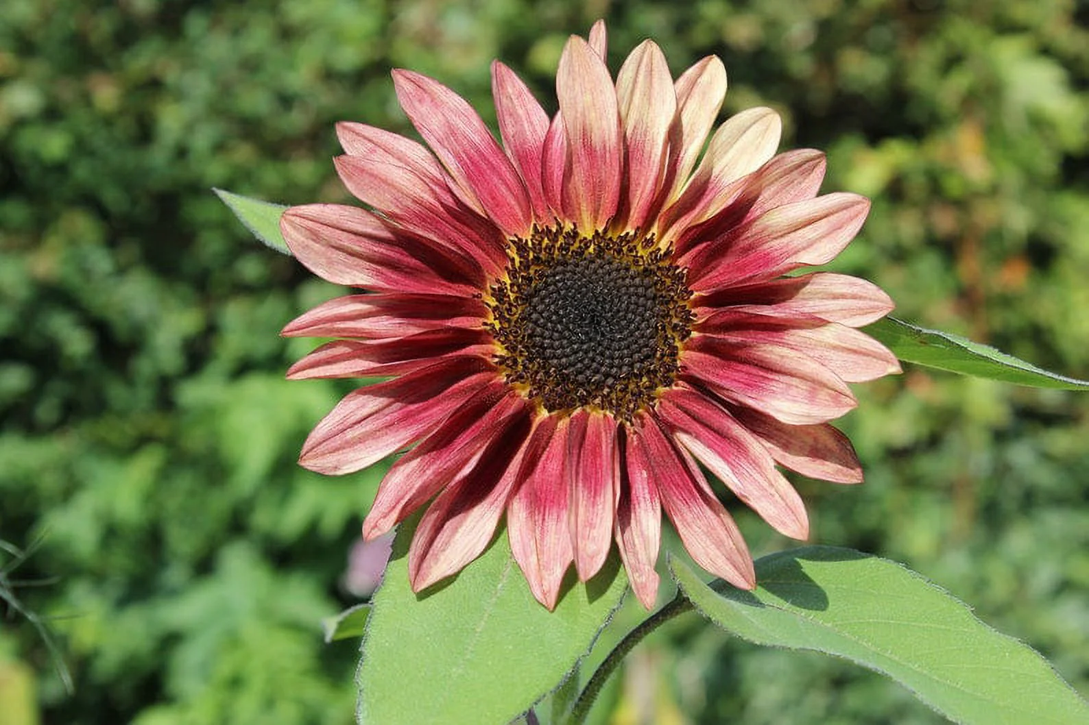 Procut Plum Sunflower Autumn Cut Flowers Premium Seed Packet