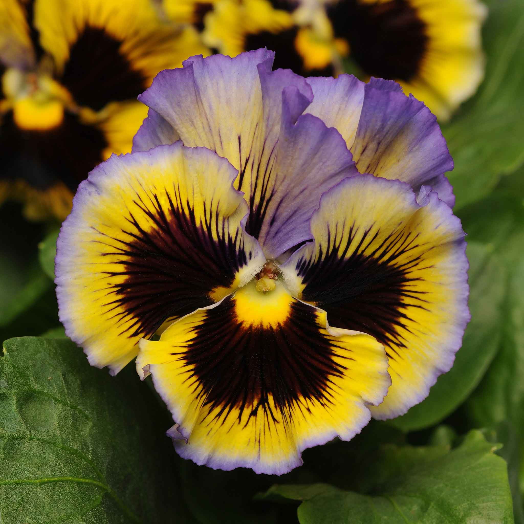 Pansy Seeds - Frizzle Sizzle Yellow-Blue Swirl - Packet - Blue Flower Seeds,  Hybrid Seed  Attracts Bees, Attracts Butterflies, Attracts Pollinators, Easy to Grow & Maintain, Edible, Fragrant