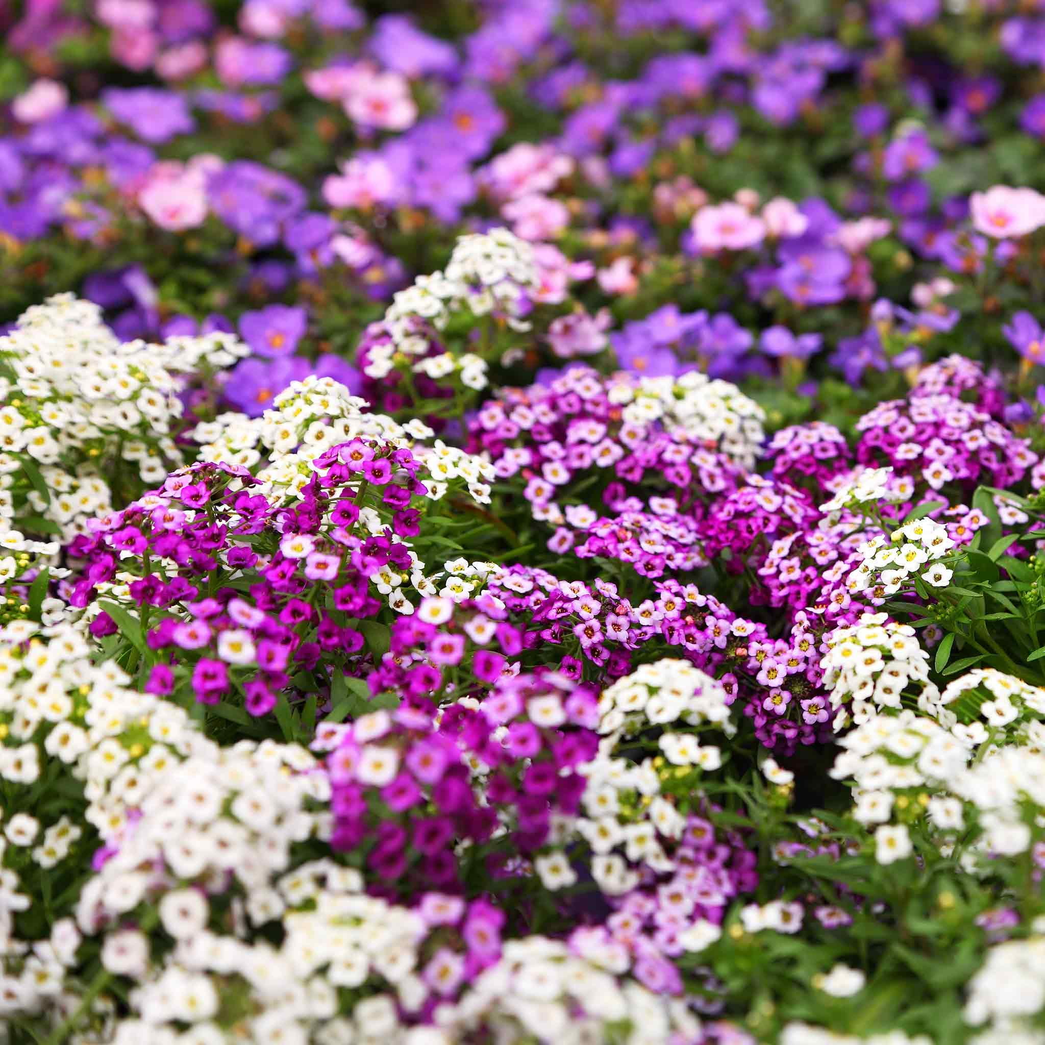 Alyssum Seeds - Magic Circle Mix - 1 Ounce - Mixed Flower Seeds,  Open Pollinated Seed  Attracts Bees, Attracts Butterflies, Attracts Pollinators, Fragrant, Container Garden
