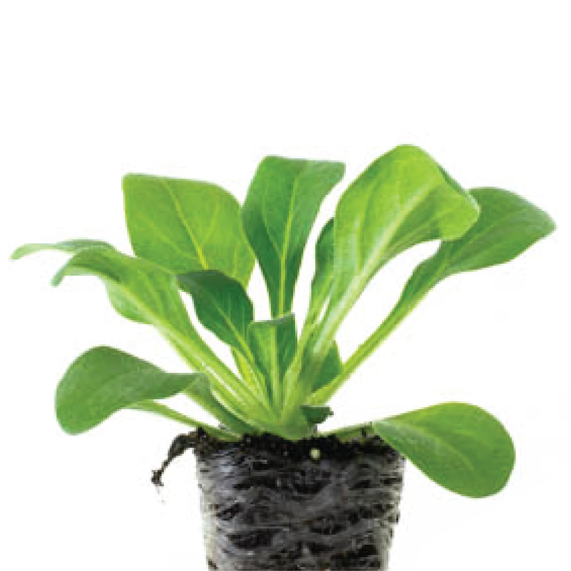 Ferry-Morse Plantlings 1-3