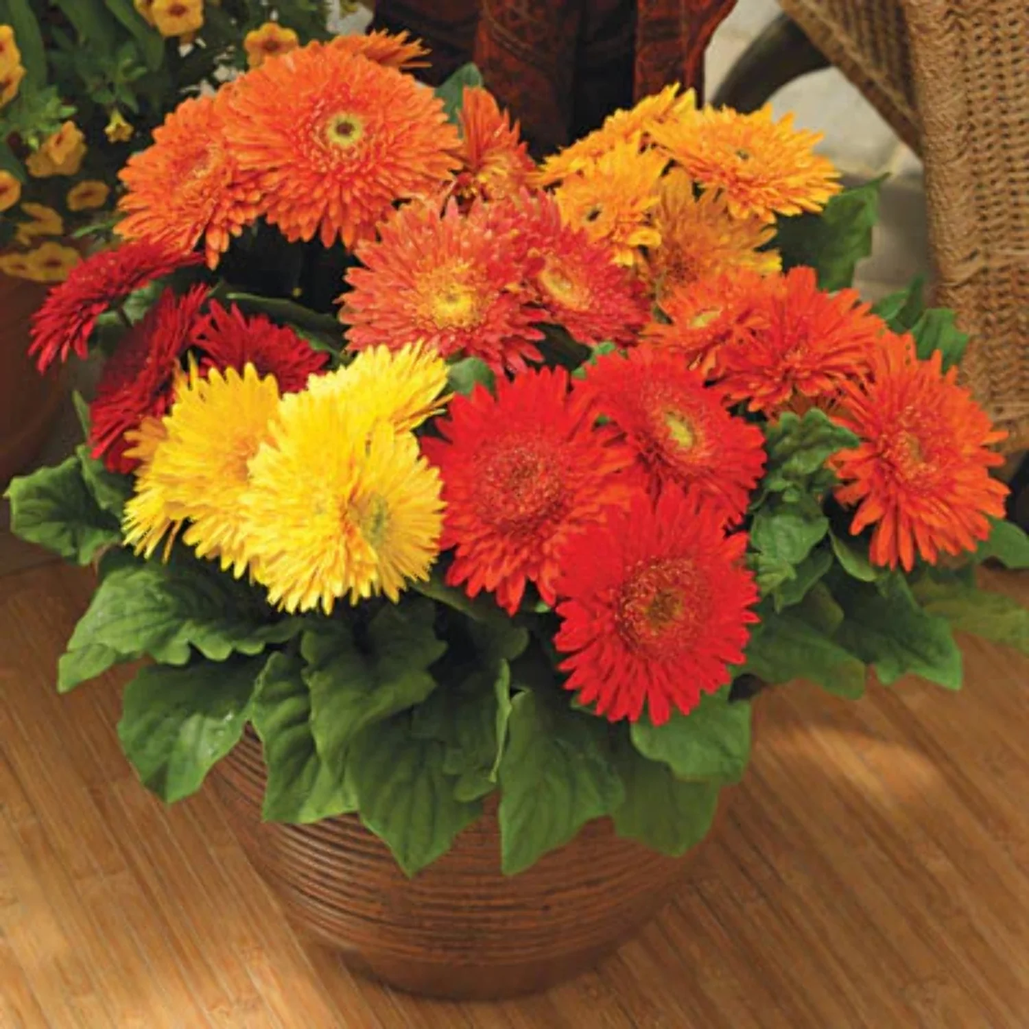 Gerbera Cartwheel Autumn Colors F1 Seed