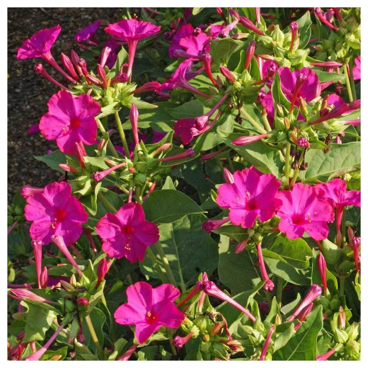 Everwilde Farms - 50 Rose Four O Clock Garden Flower Seeds - Gold Vault Jumbo Bulk Seed Packet