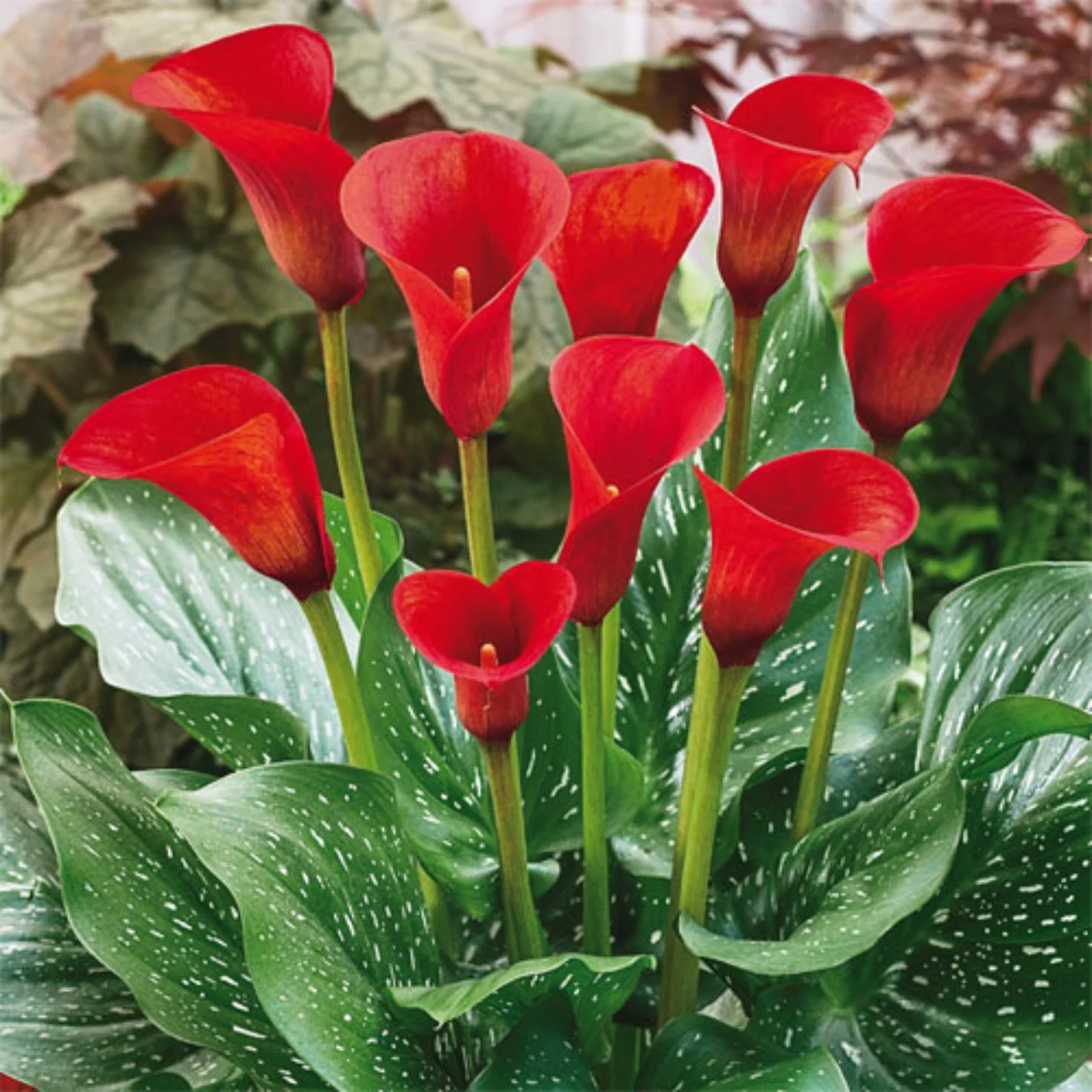 Calla Lily Bulbs,Professional Planting,Calla Lily Plants,Calla Lilies Bulbs For Planting,Calla Lily Plants Live In Pot,Calla Lily Bulbs For Sale.