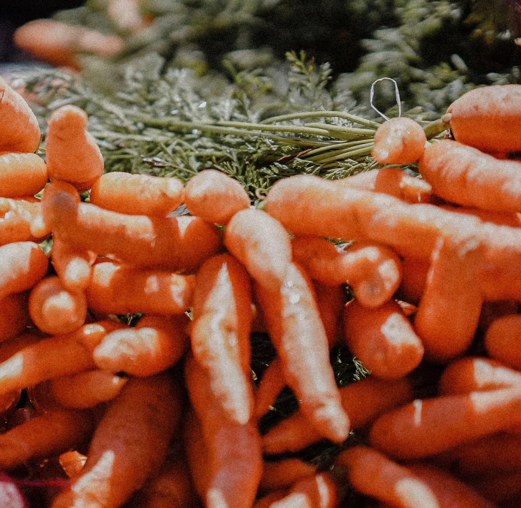 Little Finger Carrot Seeds/ Biennial/ Full Sun/19K Seeds 1 oz/ Zellajake Farm and Garden - B180