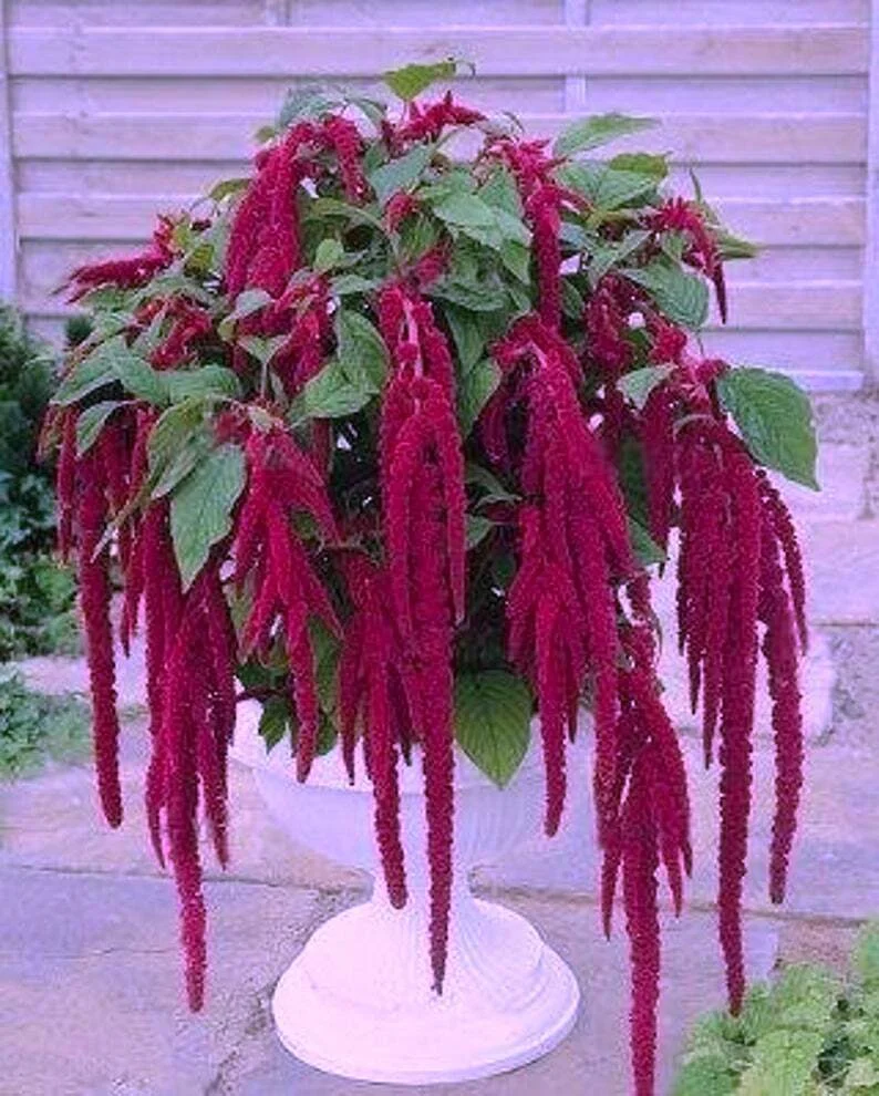50+ AMARANTHUS MAGENTA DREAD LOCKS / aka PURPLE LOVE LIES BLEEDING FLOWER SEEDS