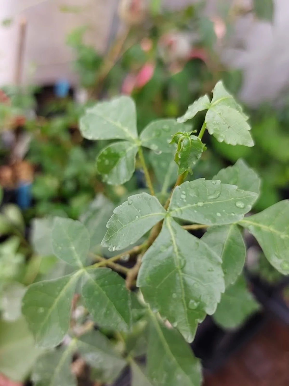 Tropical Seeds -RARE  Balm of Gilead -10 Heirloom  Seeds-Commiphora berryi -Tropical Container Gardening   See Listing Below