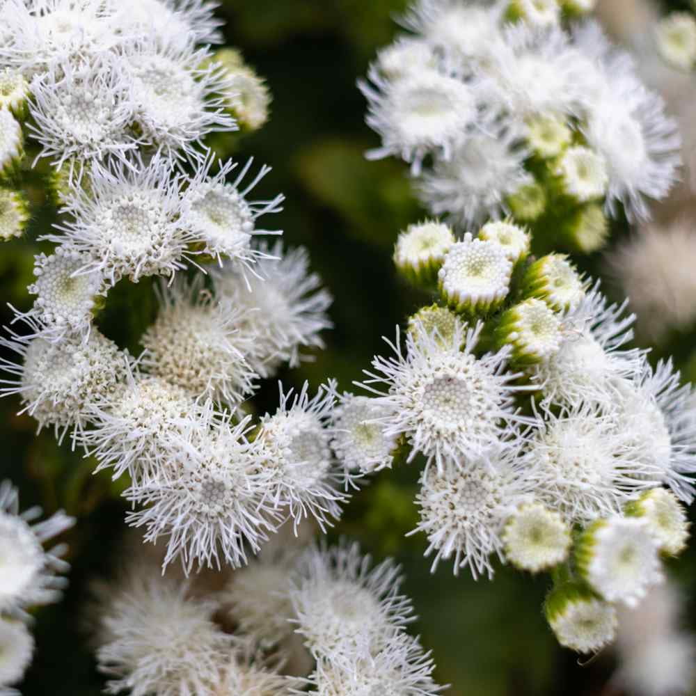 Outsidepride Ageratum Mexicanum White Flower Seed - 10000 Seeds
