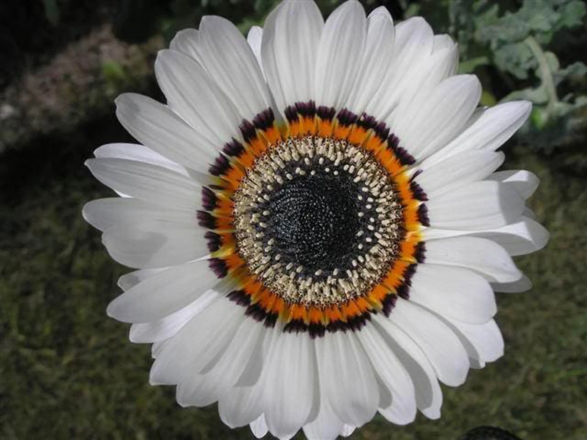 50 WHITE Zulu Prince CAPE DAISY Venidium Fastuosum Alba Flower Seeds