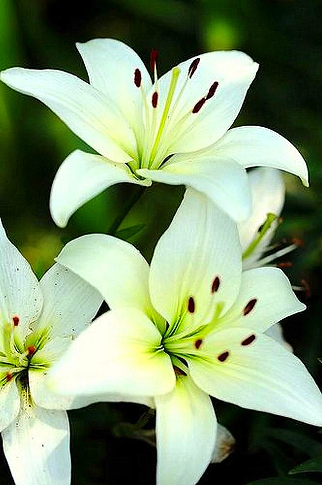 Lily Bulbs, Summer Flowers, Bulb Flowers, Temperament,Bright, Fragrant Flowers, Charming， Fresh Air,Tiger Lily Bulbs，Lily Bulbs For Sale