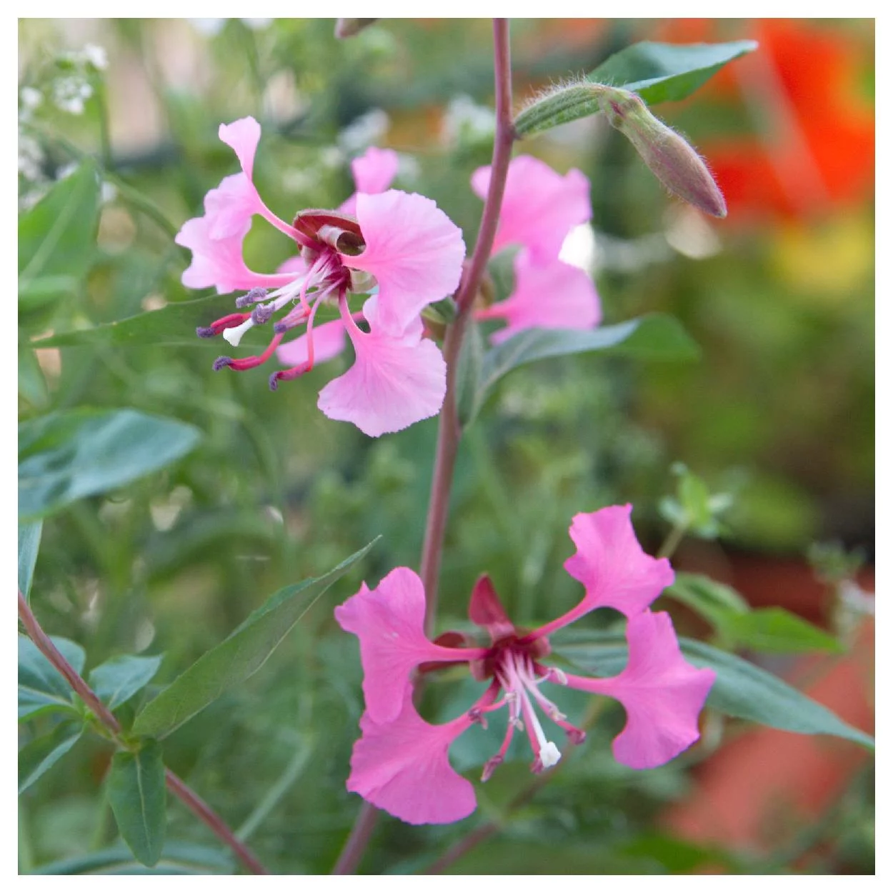 Everwilde Farms - 1 lb Elegant Clarkia Native Wildflower Seeds - Gold Vault Bulk Seed Packet