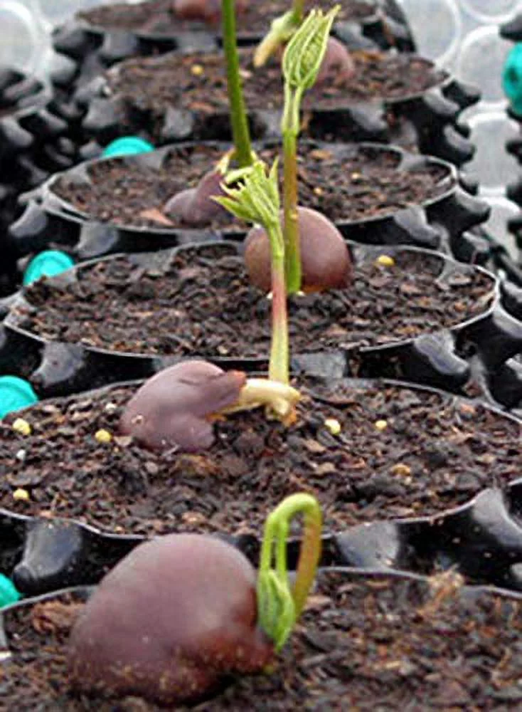 NEW! Superoots Air-Pot 0.3 Gallon 1L Garden Propagation Pot Planter Container