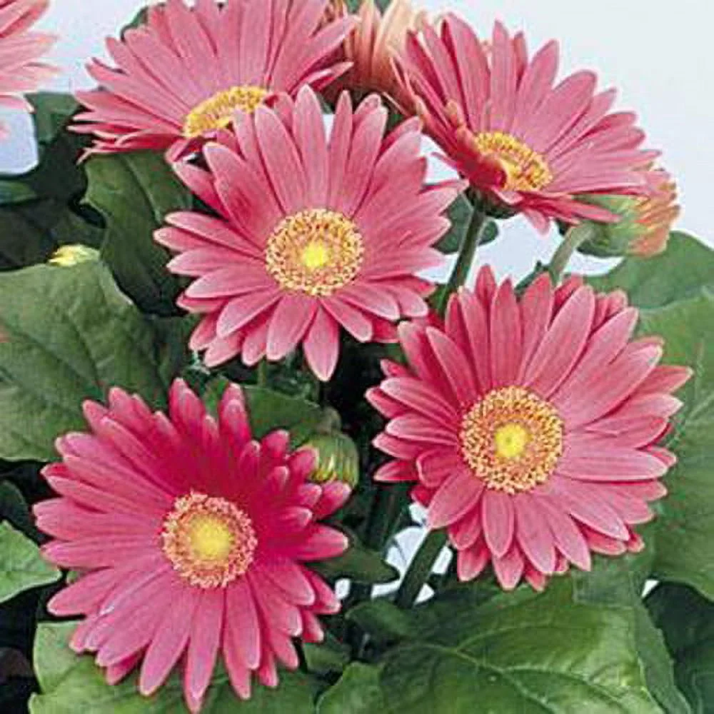 Outsidepride Gerbera Rose Shades - 20 seeds