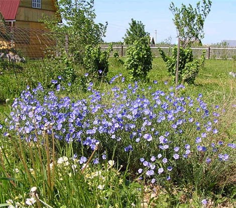 Blue Flax 1500 Seeds (Linum perenne) Non GMO, Heirloom