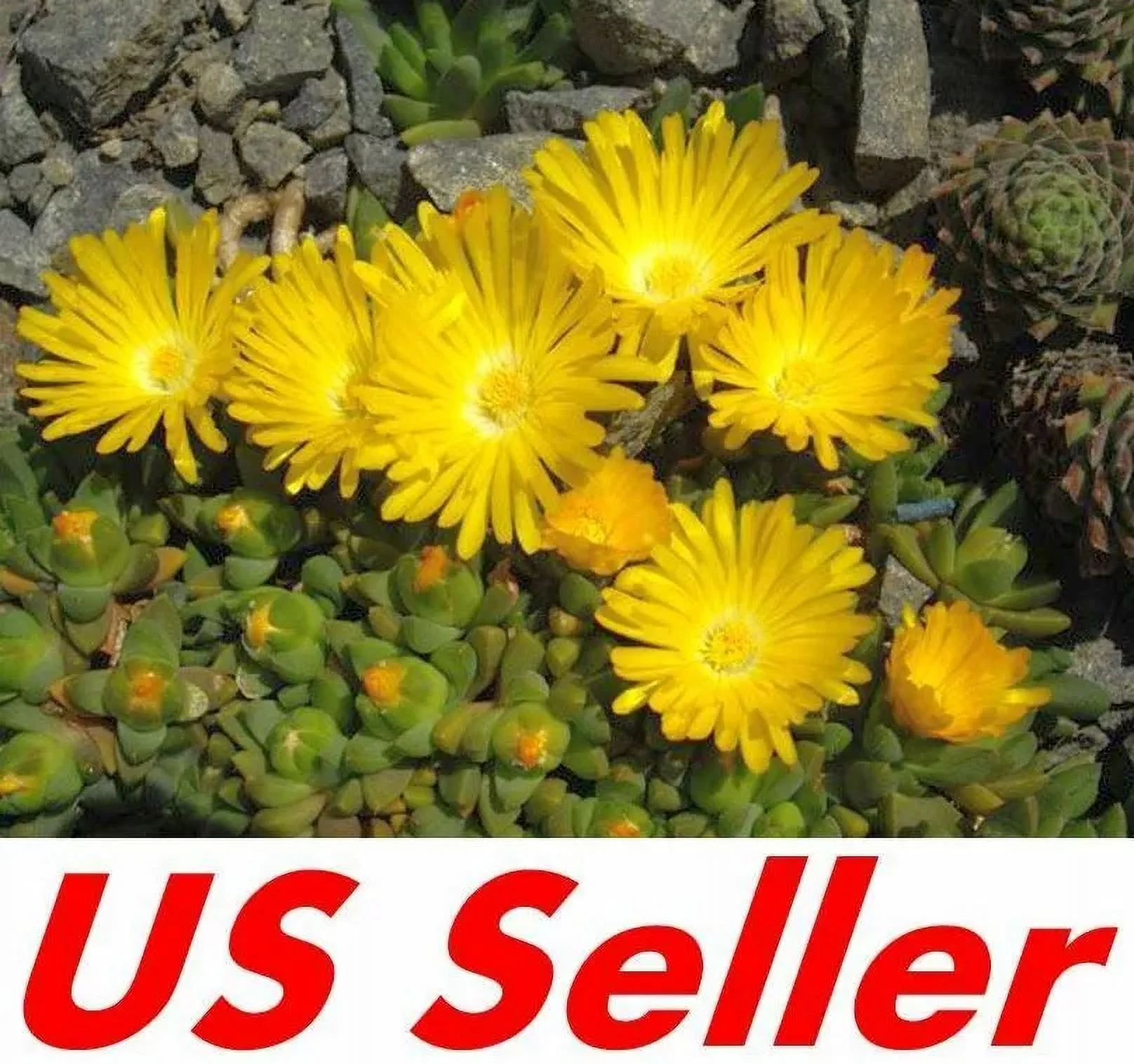 10 Seeds Ice Plant Seeds – Congestum G142, Home Garden Flowers