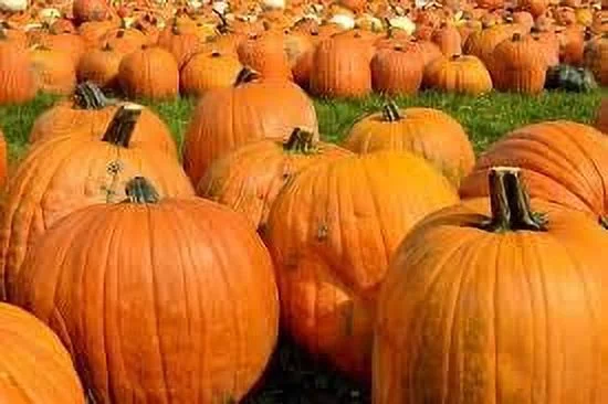 Big Max Pumpkin Seeds for Planting - Produces The Largest Heirloom Pumpkins on Average | Seeds by Liliana's Garden |