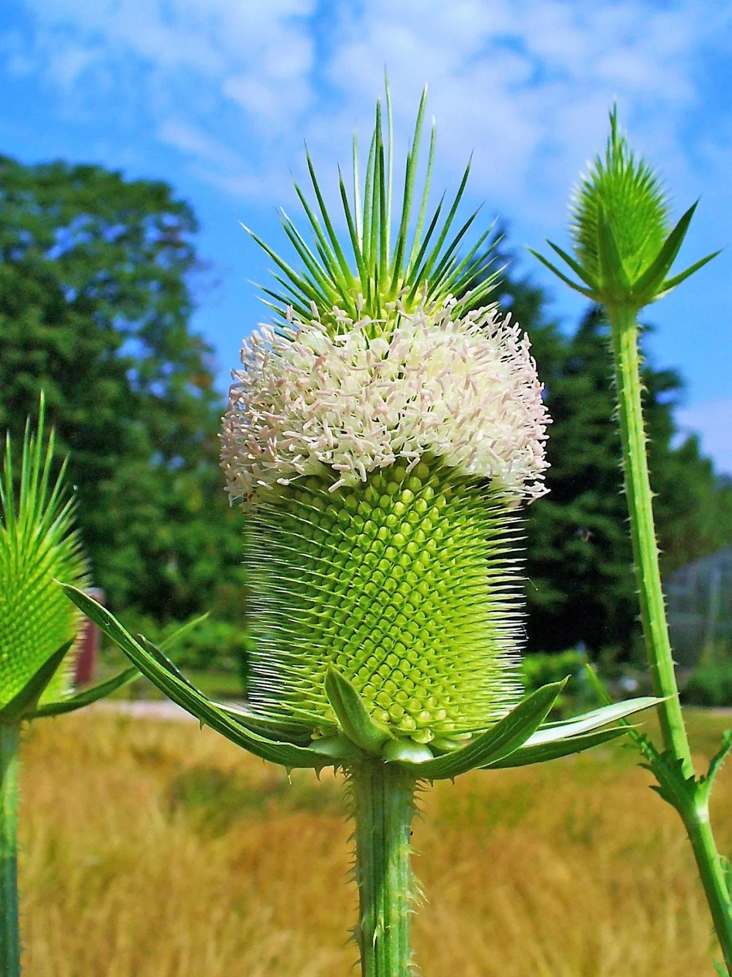 75 FULLERS TEASEL Indian Teasel Dipsacus Sativus White Flower Herb Seeds