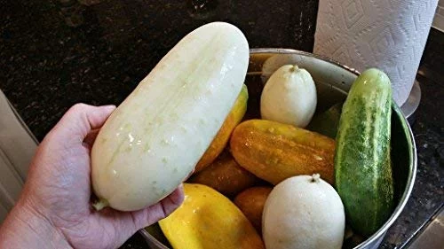 White Wonder Cucumber Seeds, 100 Heirloom Seeds Per Packet, Non GMO Seeds