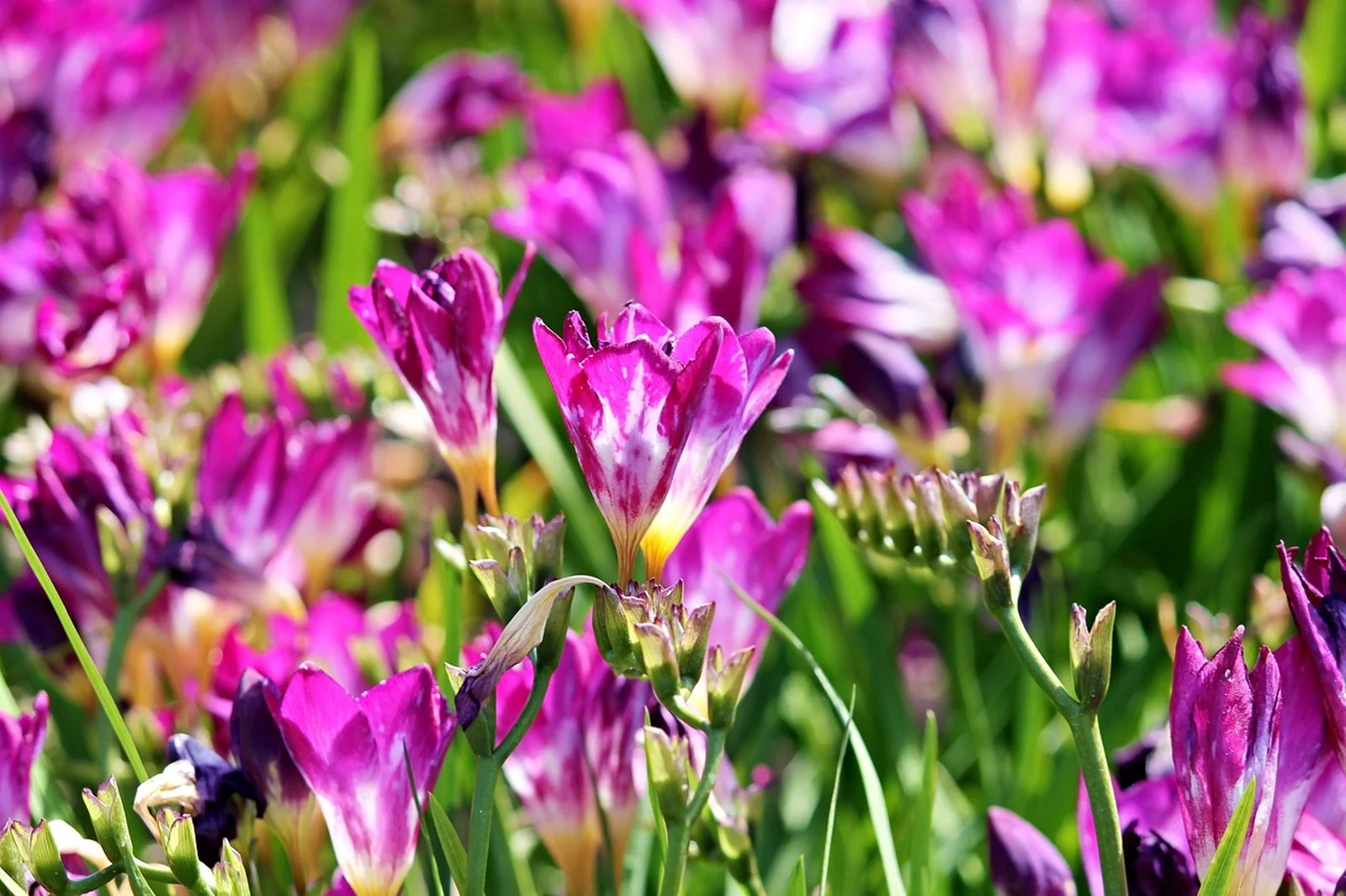 Freesia Bulbs,  Fragrant Flowers,  Flower Bulbs Flowering In All Seasons,Bright,Freesia Bulbs For Sale