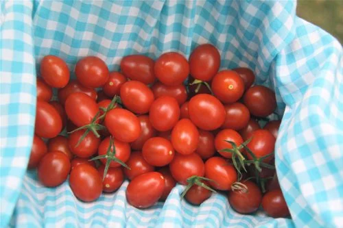 Clovers Garden Grape Tomato Plant– Two (2) Live Plants – Not Seeds – Each 5