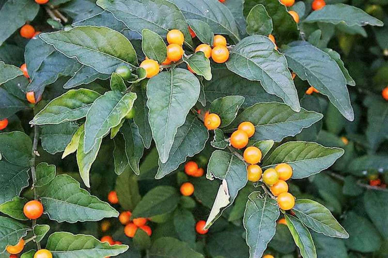 25 JERUSALEM CHERRY Madeira Winter Solanum Pseudocapsicum Flower Seeds
