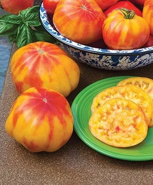 CLovers Garden Mr. Stripey Tomato Plant – Two (2) Live Plants –Not Seeds– Each 5