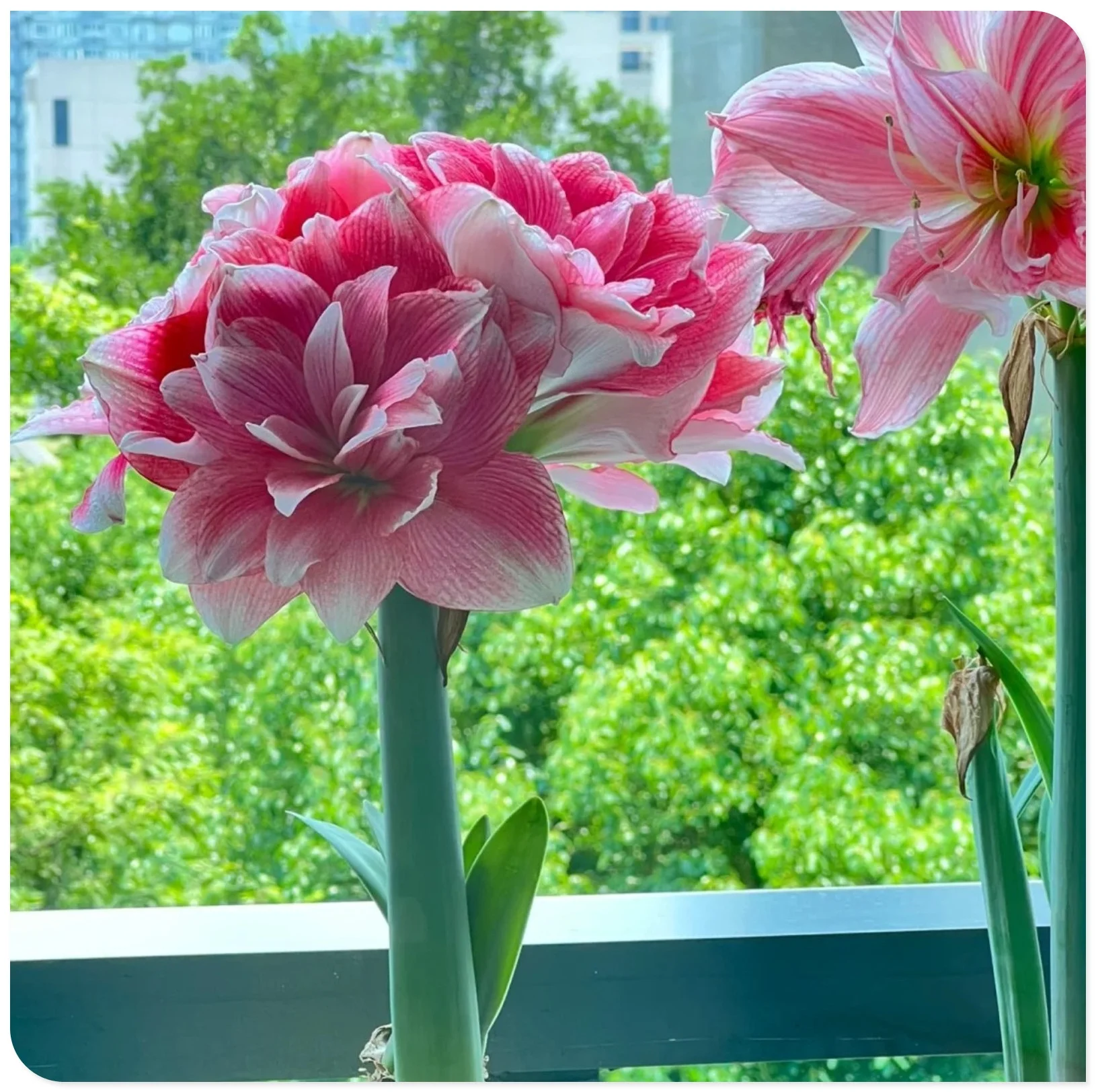 Amaryllis Bulbs For Planting,Amarillos,Amaryllis Bulbs For Sale,Amaryllis Pots,Iridescent,Amaryllis Plants,Amaryllis Belladonna Bulbs,Beautify Environment,Amaryllis Belladonna.