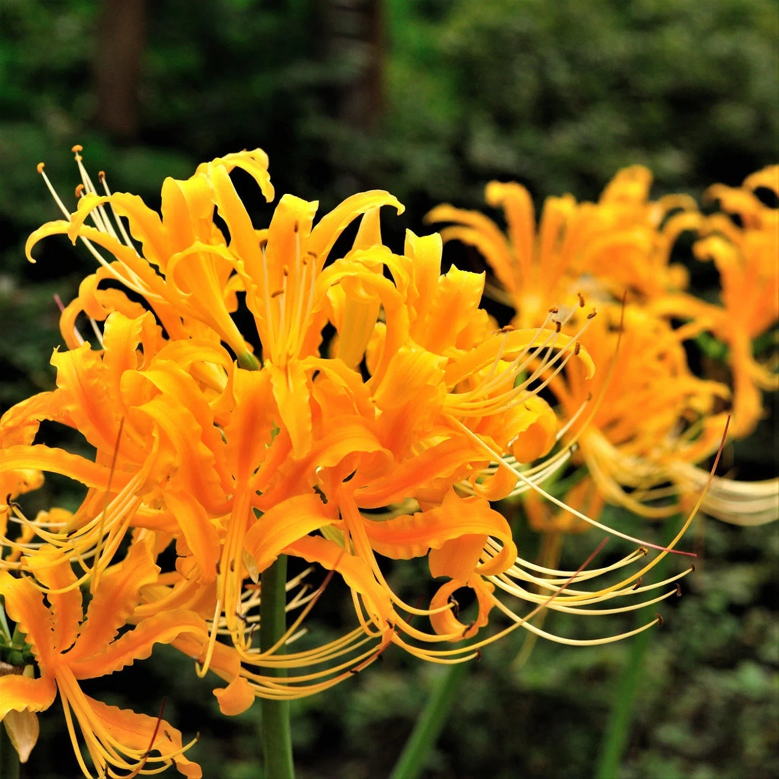 Lycoris Bulbs, Beauty Enhanced By Multiple Bulbs. Lycoris Bulbs , Large Flowers, Hardy Plants, Fresh Bulbs,Long Flowering Period, Spider Lily Bulbs, Lycoris Radiata Bulbs,Cold Resistant,