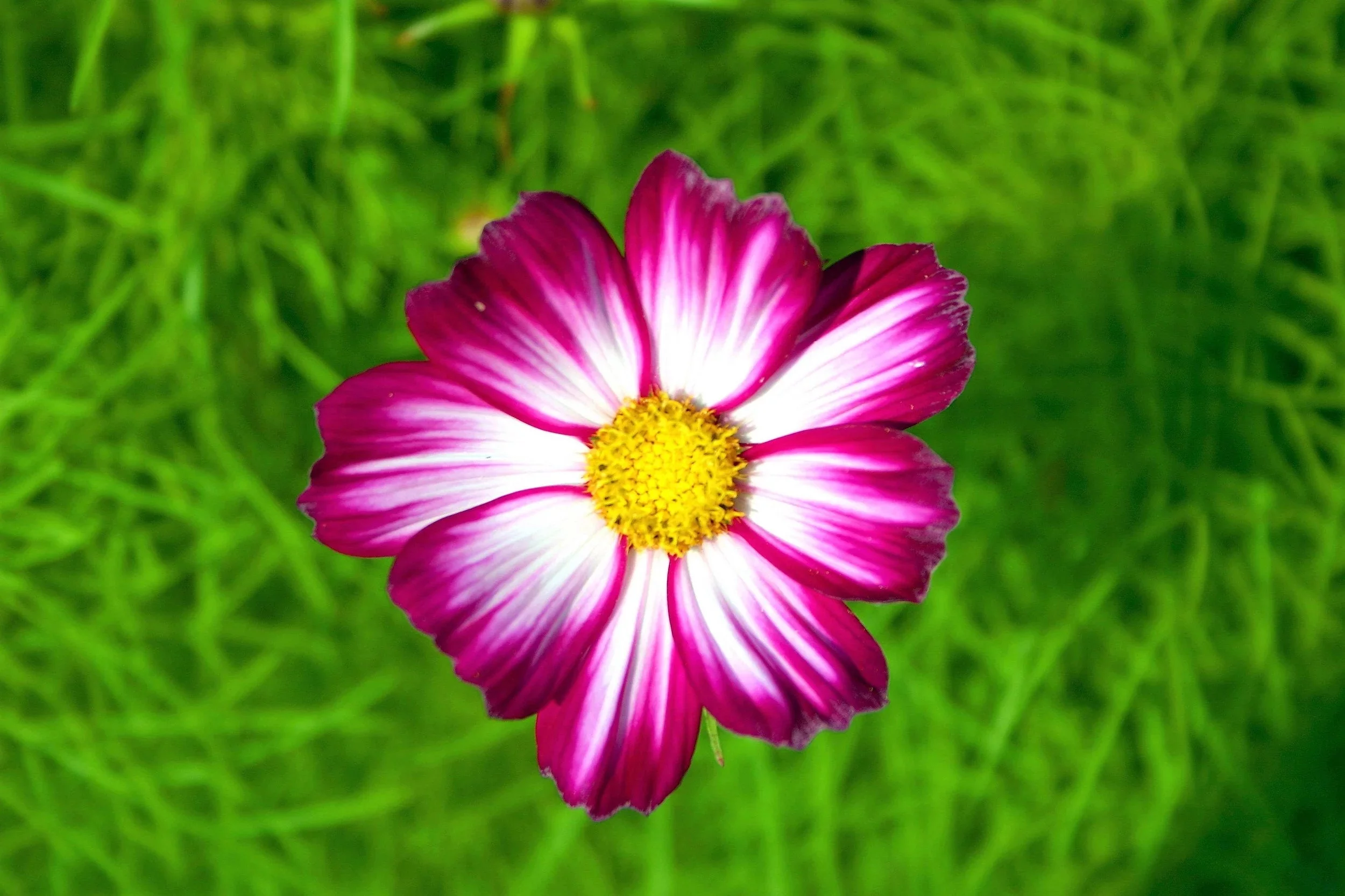 300 CANDY STRIPE COSMOS Cosmos Bipinnatus Flower Seeds