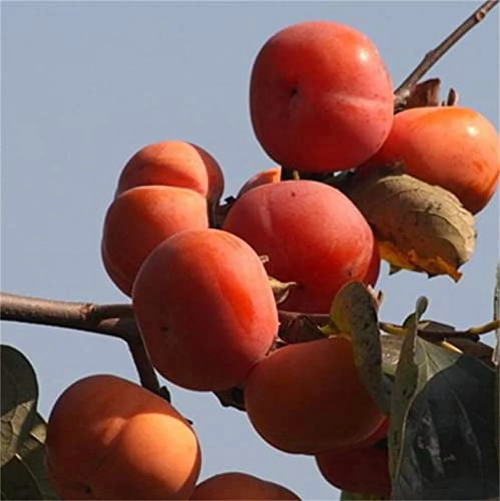 Natural Fruit Seeds Persimmon Fruit Seeds 10Pcs Persimmon Seeds