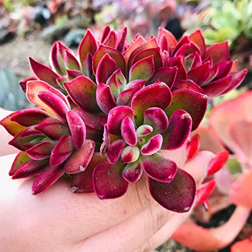 QAUZUY GARDEN 20 Mixed Echeveria (Hen-and-Chicks) Seeds for Planting | Rare Exotic Perennial Succulent Flowering Plant Lovely Garden Home Plant Houseplant