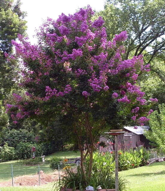 35 PURPLE CREPE MYRTLE Crape Tree Shrub Lagerstroemia Indica Flower Seeds