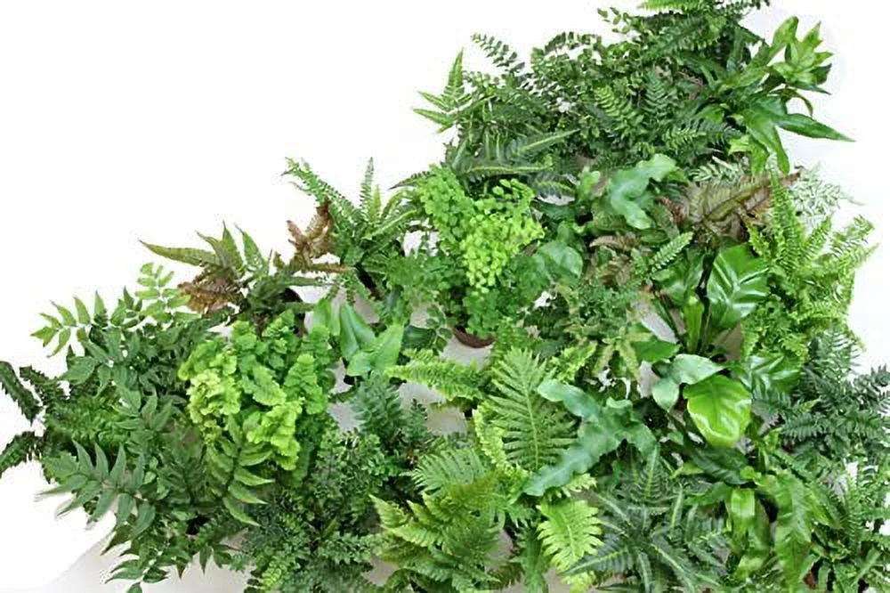 Fern Pack (4 Plants) (4