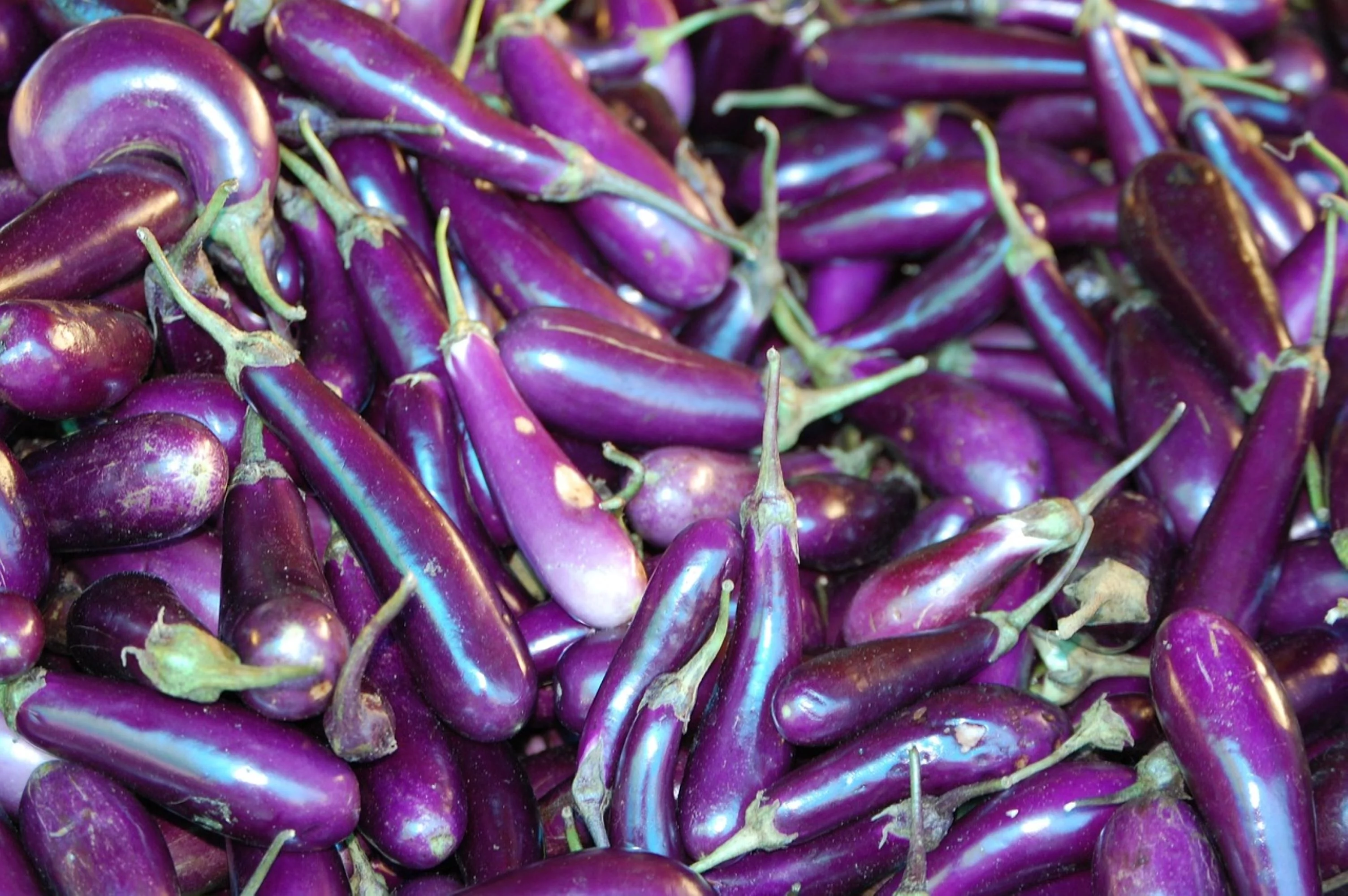 Long Purple Eggplant Seeds/ Annual/ Full Sun/ 8K Seeds 1 oz/ Zellajake Farm and Garden - B36