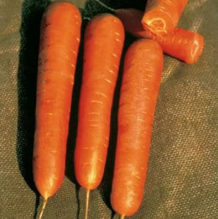 TomorrowSeeds - Scarlet Nantes Carrot Seeds - 1500+ Count Packet - Non GMO USA Fall Garden Planting Root Vegetable Orange Carrots Seed For 2024 Season