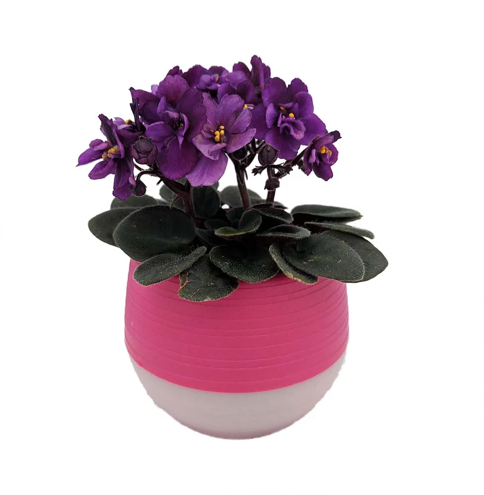 Miniature African Violet in 3