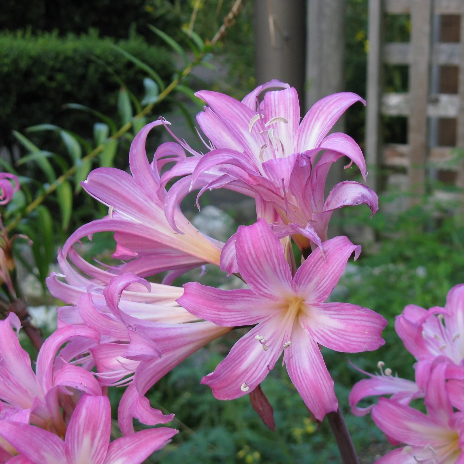 Amaryllis Bulbs For Planting,Amarillos,Amaryllis Bulbs,Amaryllis Pots,Iridescent,Amaryllis Plants For Sale,Amaryllis Belladonna Bulbs,Beautify Environment,Amaryllis Belladonna.