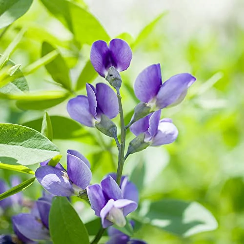 Blue Wild Indigo Seeds False Indigo, Baptisia Australis Perennial Attract Pollinators Cut Flower Drought Tolerant Slope Bed Outdoor 50Pcs Herb Seeds by YEGAOL Garden