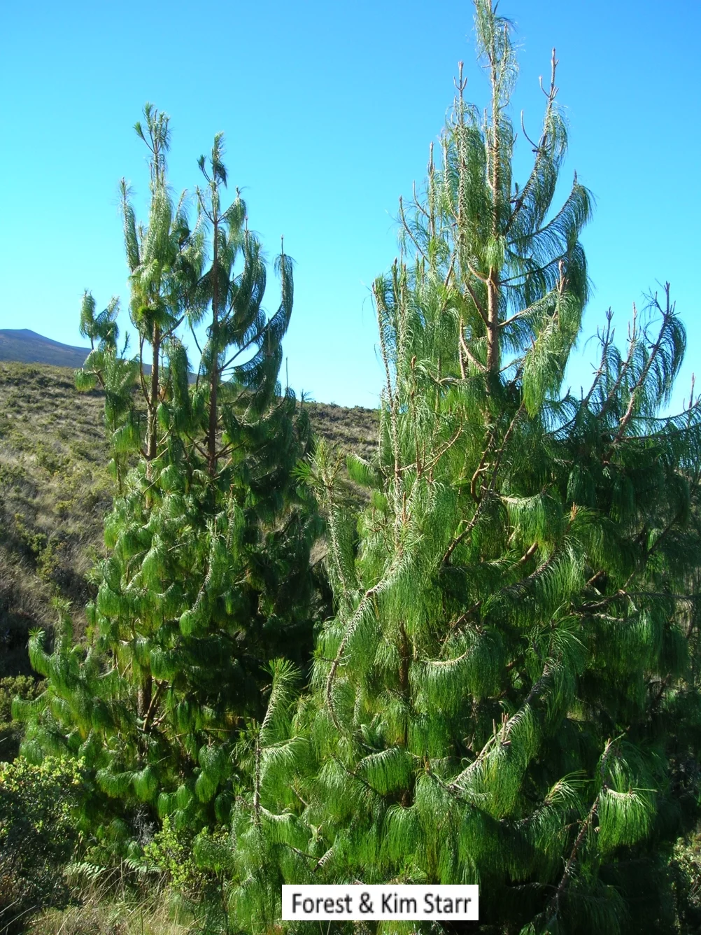 Earthcare Seeds - Mexican Weeping Pine Tree 60 Seeds (Pinus Patula) Heirloom - Open Pollinated