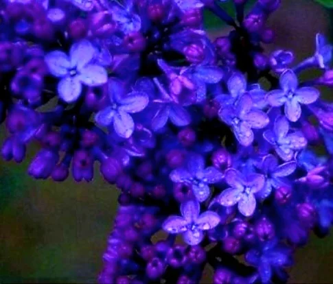 50 Blue Lilac Seeds Extremely Fragrant Syringa Vulgaris Tree Lilac LightBlue