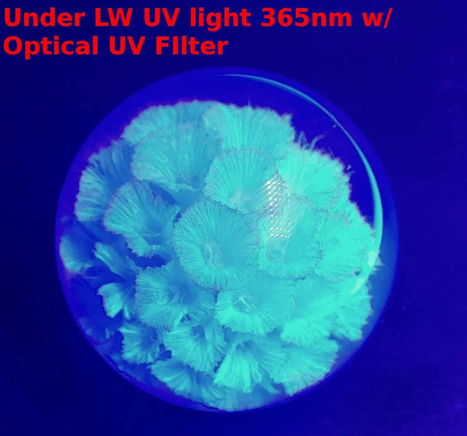 60mm Real White Windmill Fruit Starflower Flower Pincushion Seeds in Clear Lucite Resin Paperweight Ball Scabiosa Stellata Anniversary Wedding Valentine Mother's Day Gift Herbarium Display Collection