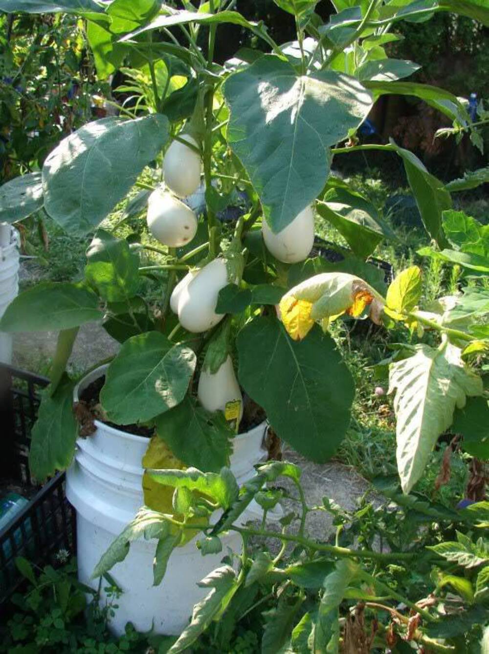 40 White Star FINGER FRUIT EGGPLANT Solanum Melongena Aubergine Vegetable Seeds