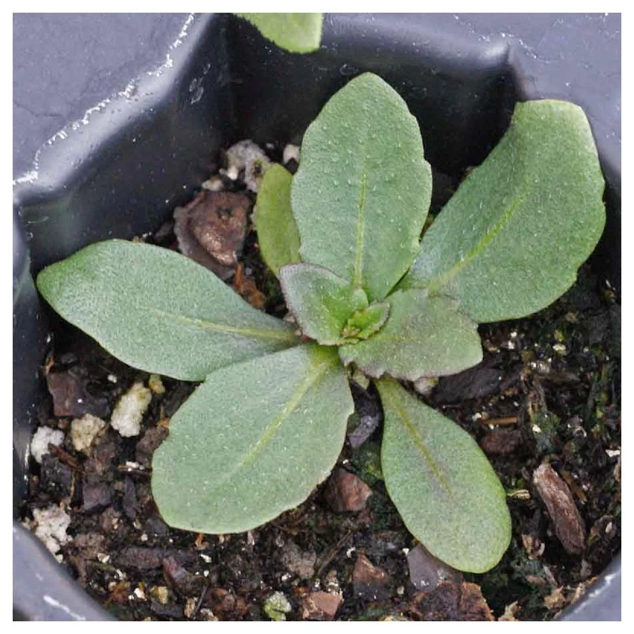 Everwilde Farms - 1000 Autumn Sneezeweed Native Wildflower Seeds - Gold Vault Jumbo Bulk Seed Packet