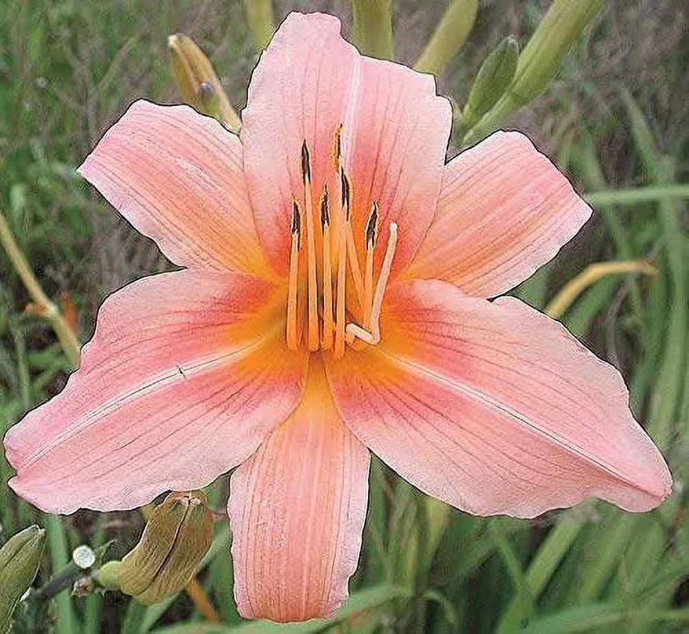 Pink Daylily Roots for Planting - Grow Beautiful Perennial Daylilys (5 Daylily Plants)