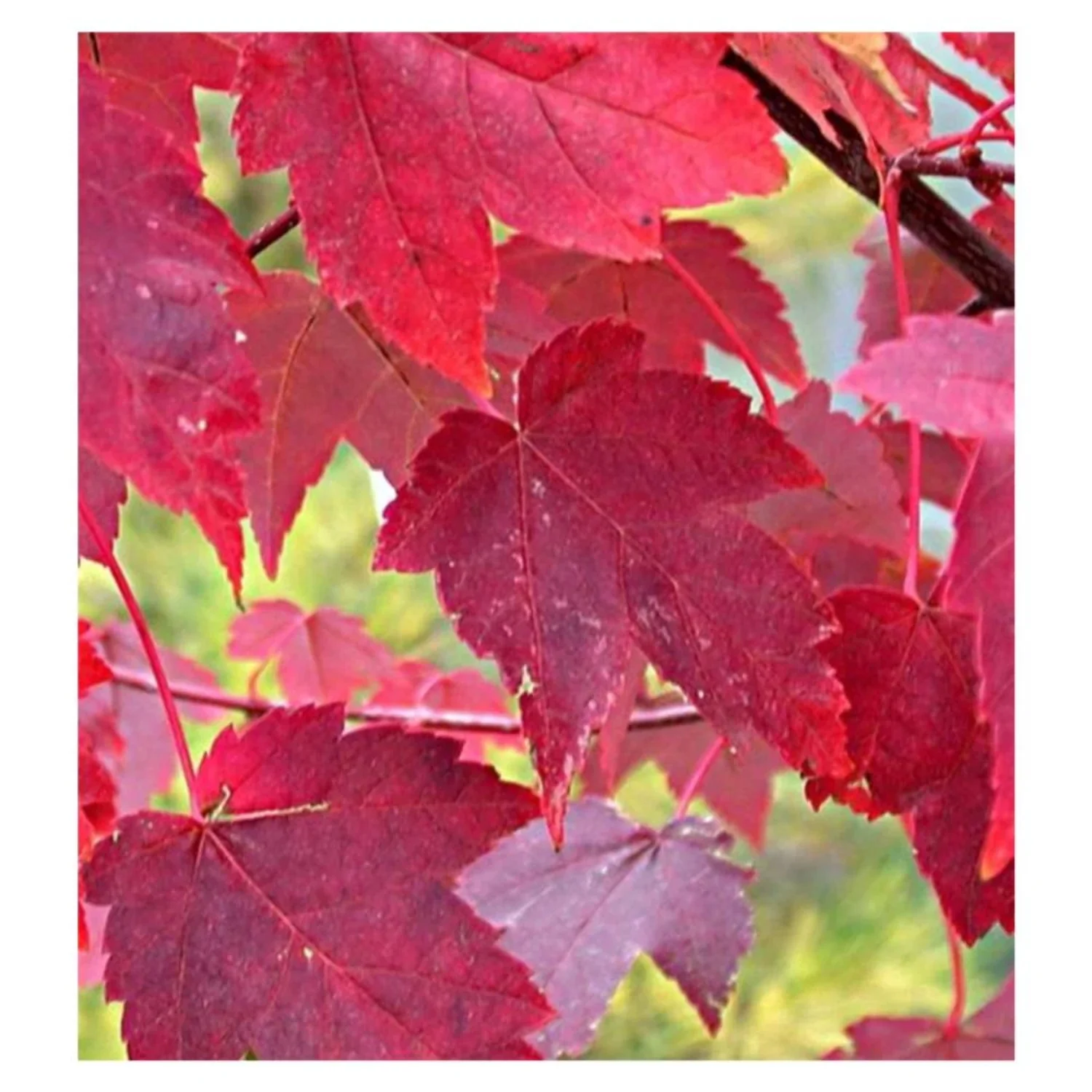 Maple Tree 'Burgundy Belle'