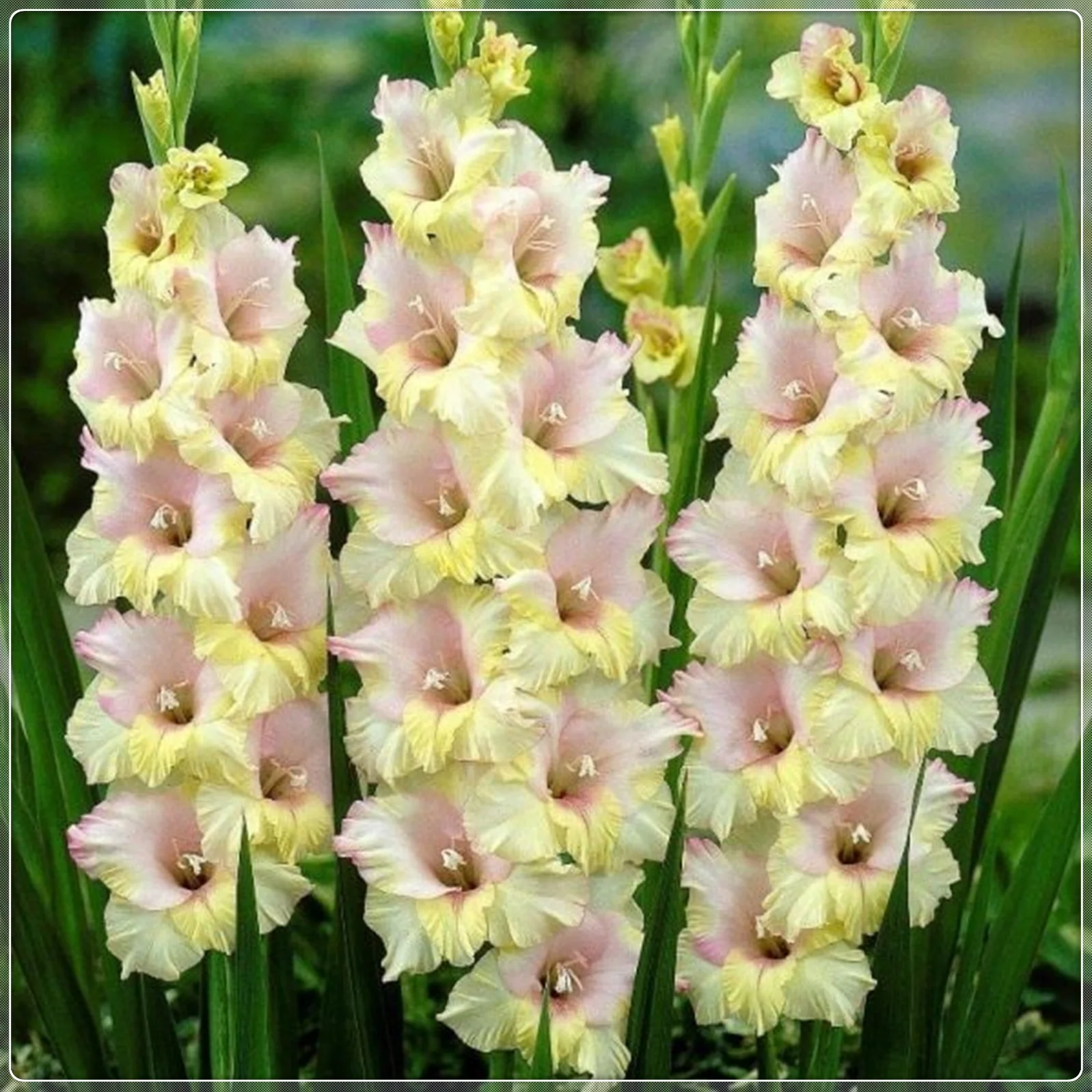 Gladiolus Bulbs, Rainbow Colors, Four-Season Planting, Gladiolus, Gardening Enthusiasts, Many Flowers,Gladiolus Plant，Gladiolus Bulbs For Sale